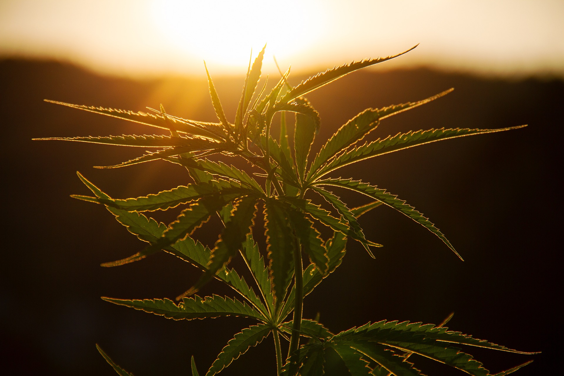Cannabis im Strassenverkehr: Der rechtliche Rahmen Cannabis im Strassenverkehr der rechtliche Rahmen: VRV Art. 2 Abs. und Abs. 2bis